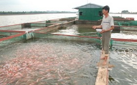 一名男子在給河上網箱養殖的查魚投餵飼料。（圖源：FarmVina）