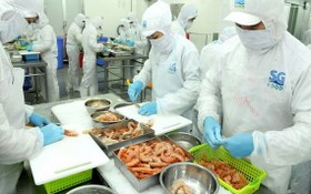SG Food 公司加工蝦類出口。（圖源：高昇）