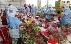 越南火龍果外銷印度市場。