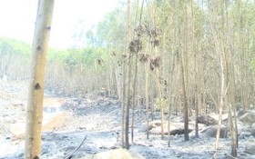 圖為去年5月廣義省金合歡樹林發生火警燒毀了3公頃金合歡樹。（圖源：視頻截圖）