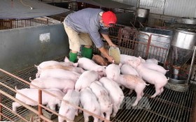 河省靖多地的非洲豬瘟疫情已得到有效控制。（示意圖源：越通社）