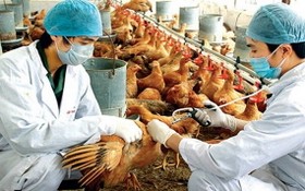 獸醫人員為雞群注射禽流感疫苗。（示意圖源：）