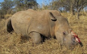 南非今年前六個月至少有249頭犀牛慘遭盜獵者殺害。（圖源: 互聯網）