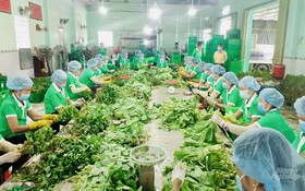 圖為前江省富貴勞務貿易農業合作社員工在分類蔬果。（圖源：970號工作組）