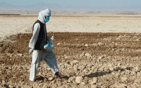 在阿富汗坎大哈，一位農民正在播種他從糧農組織分發處獲得的小麥種子。（圖源：互聯網）