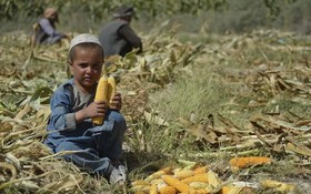阿富汗人正面臨緊急糧食危機。（圖：AFP）