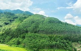 全國森林覆蓋率達 42.01%