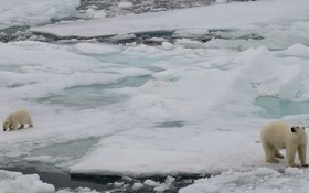 由於氣候變化，冰蓋融化，北極熊的自然棲息地正在消失。（圖：聯合國）