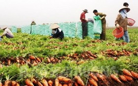 海陽省農民在收穫胡蘿蔔。（圖：越南經濟報）