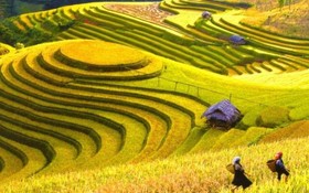 黃樹腓稻田成熟的景色深受旅客喜愛。