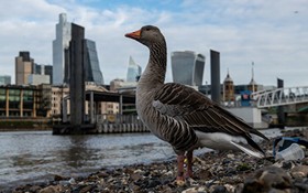 禽流感是由遷徙的野鳥造成的，因此公共衛生官員呼籲人們不要接觸鳥，無論死活。 （圖：Getty Images)