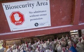 當地時間2022年11月14日，美國特拉華州湯森德，一個禁止進入鮑爾斯農場白色火雞群的警告標誌。（圖：互聯網）