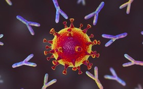 WHO：全球至少90%的人口對新冠病毒具有一定的抗體。（示意圖：互聯網）