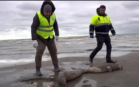 工作人員在查看海豹屍體。（圖：互聯網）