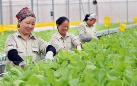 VinEco溫室園區女園夫在採收水培蔬菜。（圖：越通社）