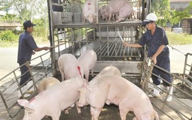本市加強防止非洲豬瘟檢查工作。