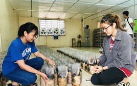 一組大學生在溫室種植長腿菇而成功創業。