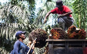 工人們將收穫的棕櫚果裝運到卡車上。