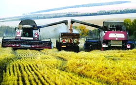 俄羅斯農場收割小麥。