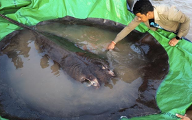 柬埔寨村民獲全球最大淡水魚