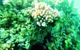 在越南的珊瑚礁也須受保護以發展。