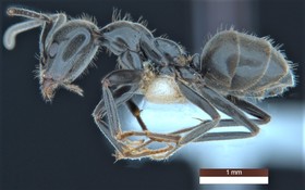 圖為Anonychomyrma inclinata螞蟻。（CSIRO提供）