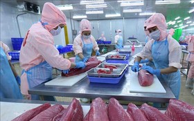 伯海股份公司的加工出口金槍魚工廠。