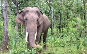 越南已落實各項保護大象的措施。