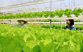 平順省德靈縣的進發安全蔬菜合作社適應氣候變暖的 水培蔬菜種植模式。