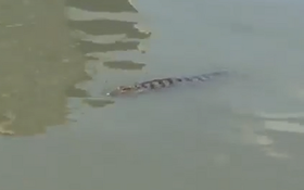 本市河湧上不久前出現鱷魚。(圖源：互聯網)