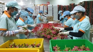 HCMC, Mekong Delta develop formal distribution system of farm produce 