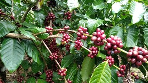 Farmers in Central highlands Vietnam turns to coffee landscape for better income