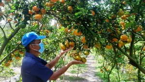 Dong Thap Province provides more than 2,500 tons of tangerines for Tet market