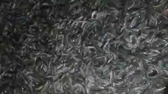  Cà Mau: Điều tra ao tôm công nghiệp bị đầu độc