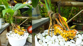Dừa bonsai tạo hình con giáp độc đáo ngày tết ở Quảng Ngãi
