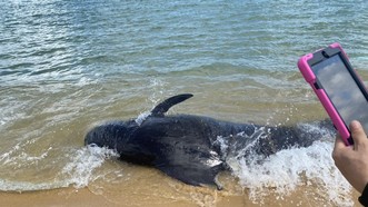 Du khách bất ngờ thấy cá voi 300kg mắc cạn ở biển Quảng Ngãi