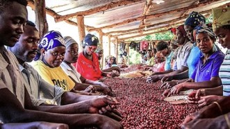 Phân loại hạt cà phê xuất khẩu ở Rwanda
