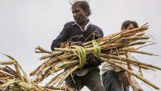 Người nông dân thu hoạch mía tại Jalana, bang Maharashtra, Ấn Độ. Ảnh: Bloomberg