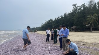 Bất thường: Hàng chục tấn nghêu chết dạt vào bãi biển Thanh Hóa kéo dài 3km