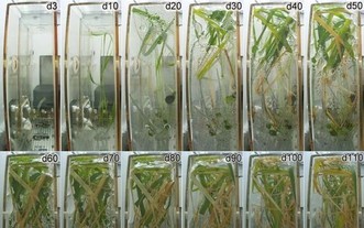水稻在問天艙生命生態實驗櫃通用生物培養模塊中完成從種子到種子全生命週期不同發育階段代表性圖片。圖像上的數字表示注入營養液啟動實驗後的天數。