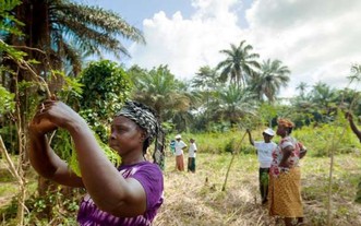幾內亞的一個婦女合作社種植了富含維生素的辣木樹。