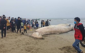 逾10噸重鯨魚屍體漂浮到岸邊