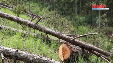 Lập chuyên án điều tra vụ cưa hàng trăm cây thông xảy ra ở Đà Lạt