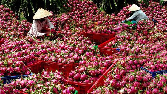 Trung Quốc tạm ngừng nhập khẩu thanh long Việt Nam trong 4 tuần 