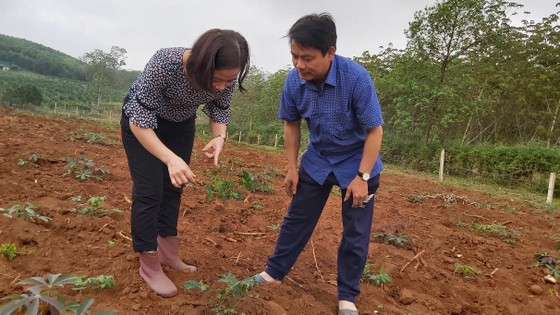 Hàng ngàn hecta khoai mì bị bệnh khảm lá