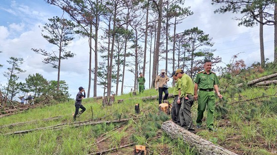 Police arrest gang carrying out largest-ever deforestation in Da Lat
