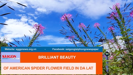 Brilliant beauty of American spider flower field in Da Lat