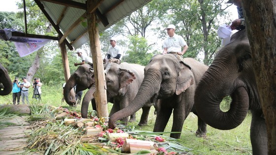 Elephants enjoy a "buffet" of fruit and vegetables marked its World Elephant Day.