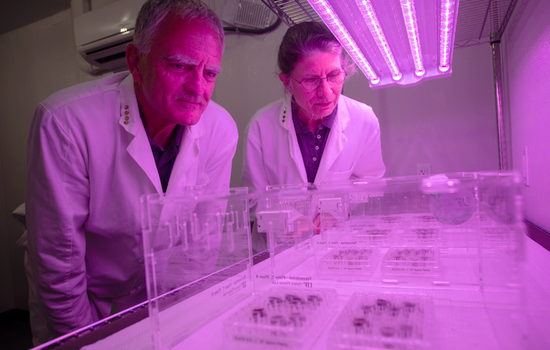 　　論文作者Rob Ferl教授（左）與Anna-Lisa Paul教授（右）在實驗室中觀察植株生長情況（圖片來源：UF/IFAS photo by Tyler Jones）