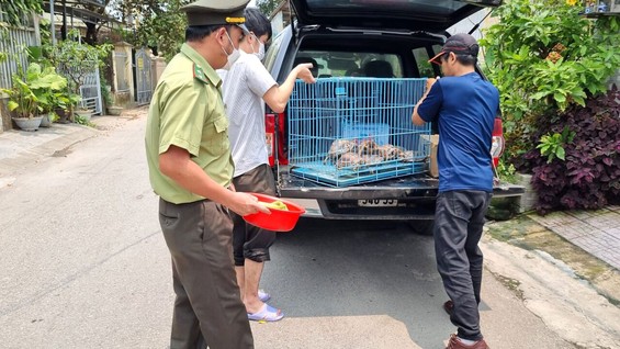 Giải cứu 5 cá thể rùa quý hiếm nuôi nhốt trái phép  trong nhà dân ở TP Huế